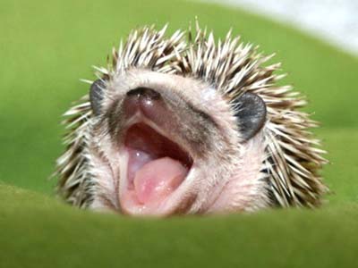hedgehog-yawn.jpg